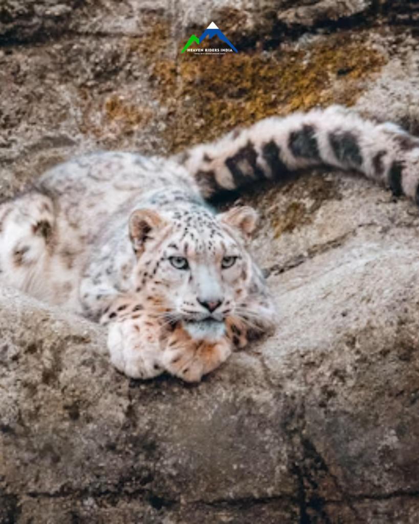Snow Leopard