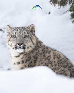 Snow leopard in spiti
