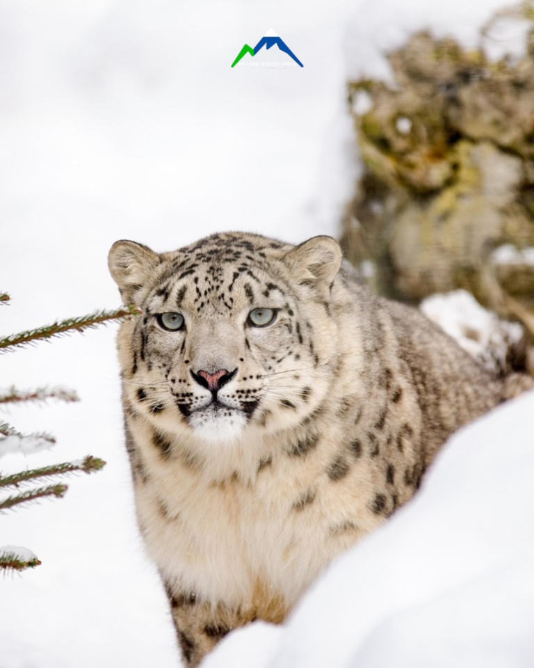 Snow Leopard (2)