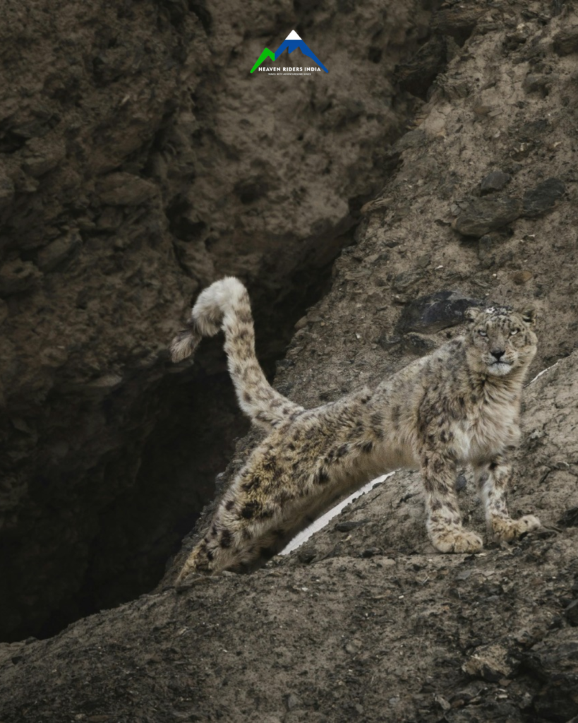 Snow leopard expedition