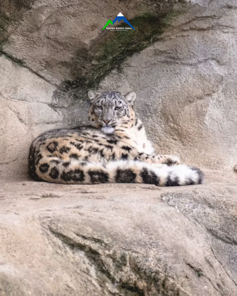 Snow Leopard (4)