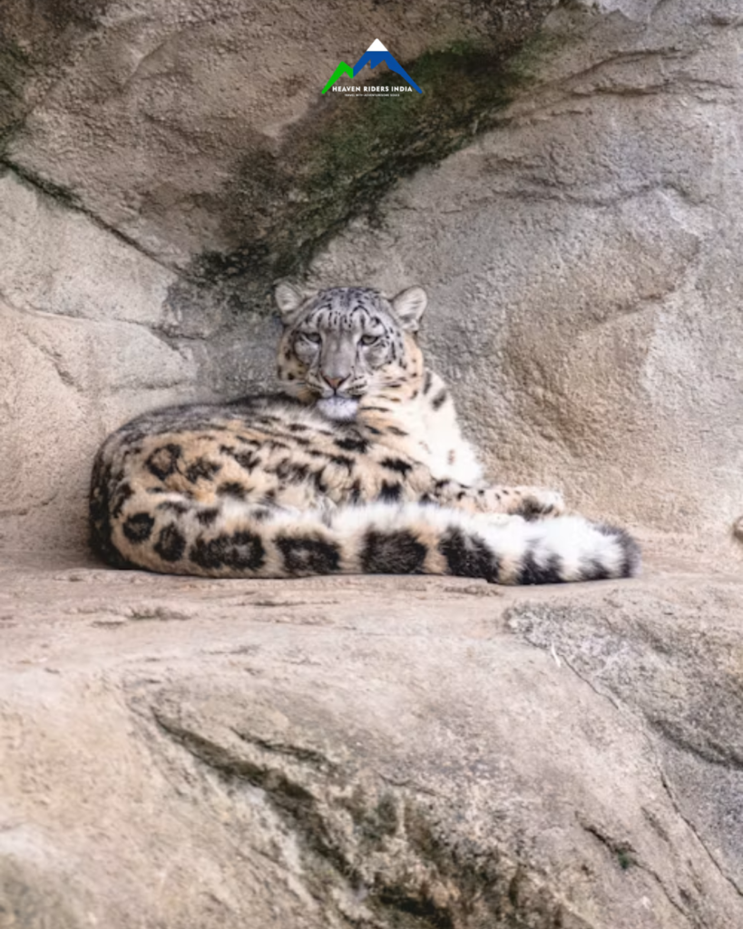 Snow Leopard (4)