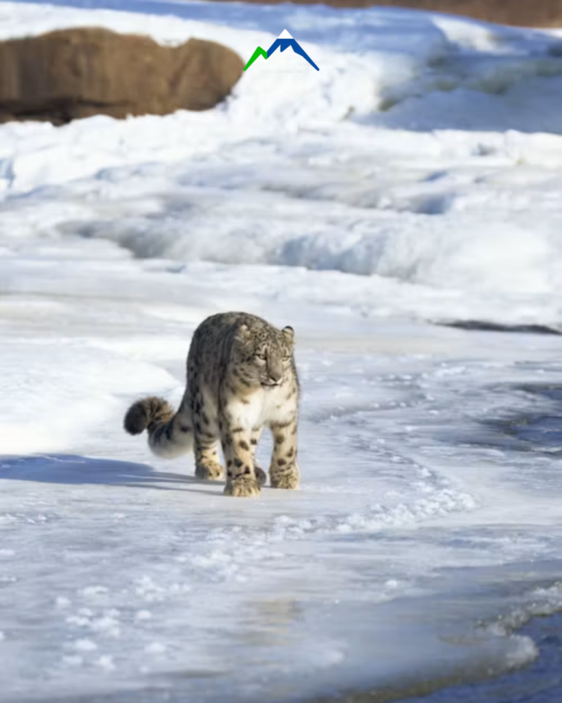 Snow Leopard (5)