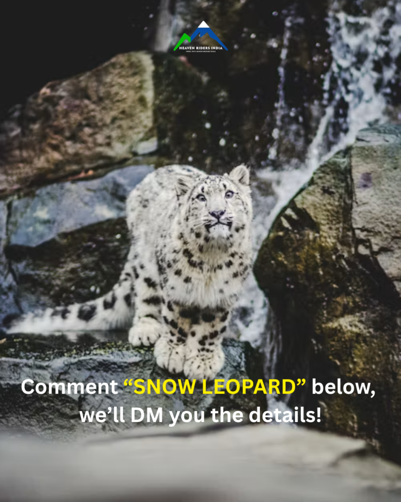 Snow Leopard (6)